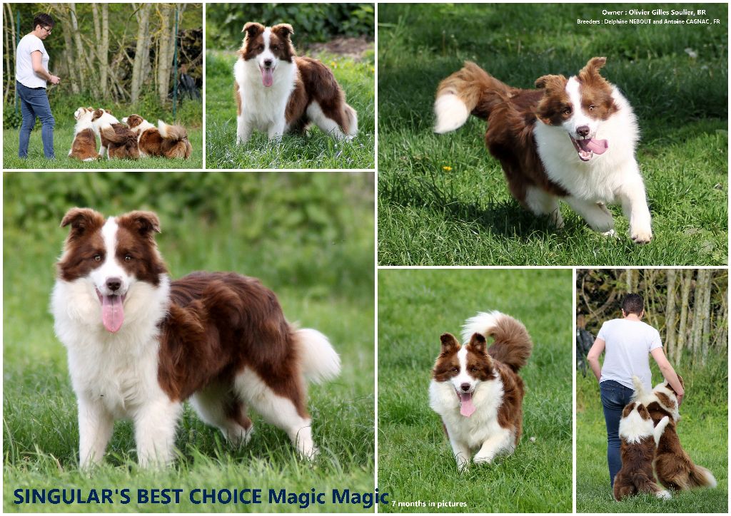 CH. Singular's Best Choice Magic magic