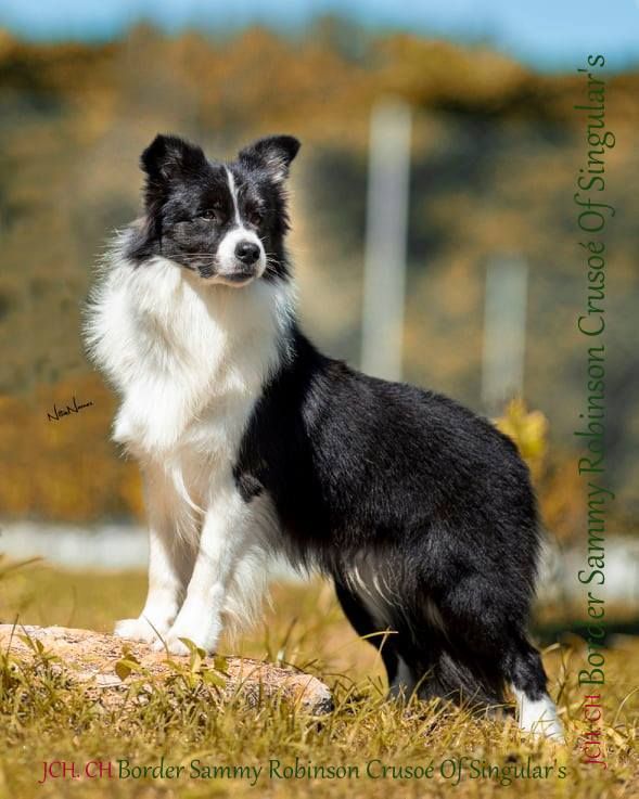 CH. border sammy Robinson crusoé of singular's