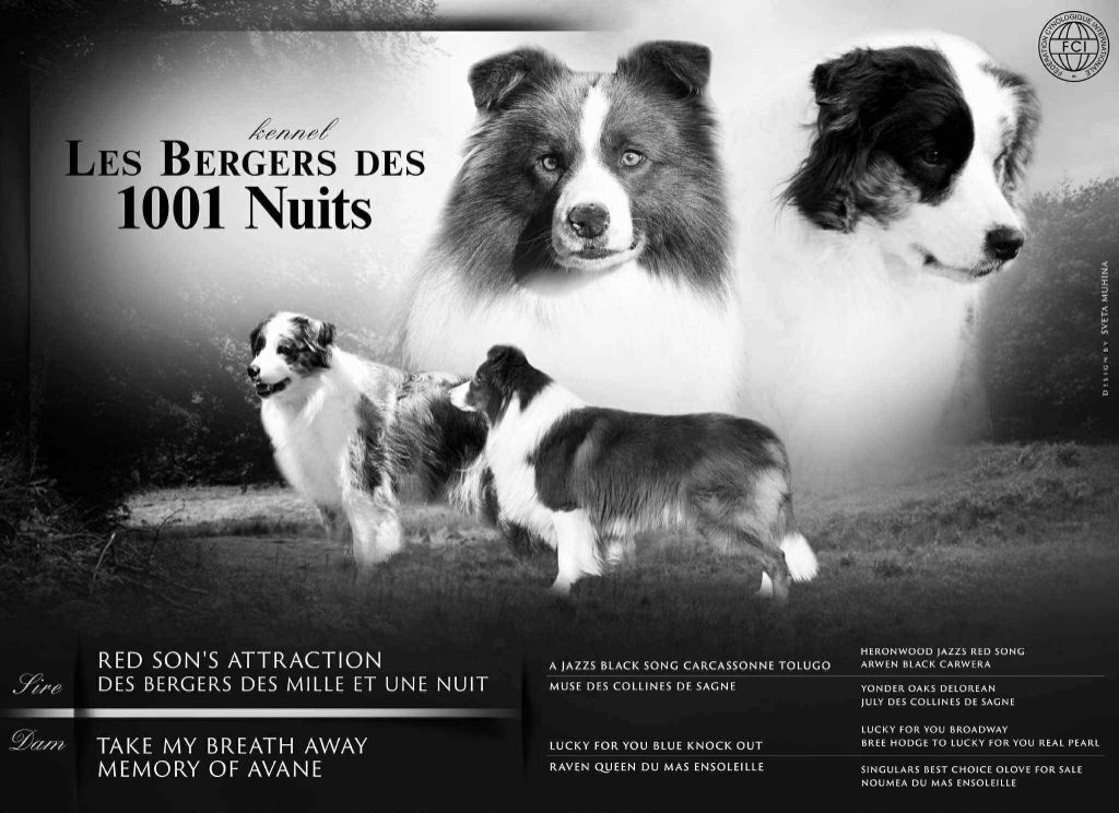 Singular's Best Choice - NOUVELLE NICHEE 2025