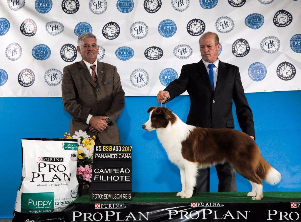Singular's Best Choice - NEW PUPPY PANAMERICAIN CHAMPION 2017 ....