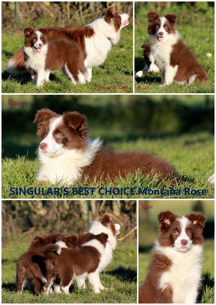 Singular's Best Choice - NEW JUNIOR CHAMPION RUSSE 2017